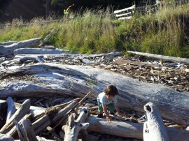 Driftwood on Eastsound beach